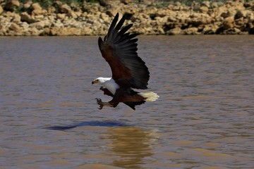 African Fish-Eagle, haliaeetus vocifer, Adult in Flight, Catching Fish, Baringo Lake in Kenya