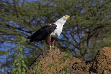 African Fish-Eagle, haliaeetus vocifer, Adult standing on Rock, Baringo Lake in Kenya
