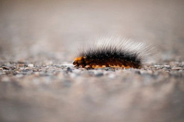 Hairy caterpillar on the asphalt