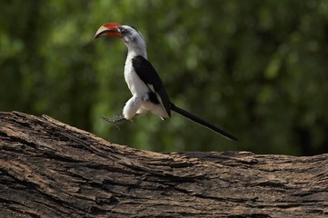 Von Der Decken's Hornbill, tockus deckeni, Masai Mara Park in Kenya