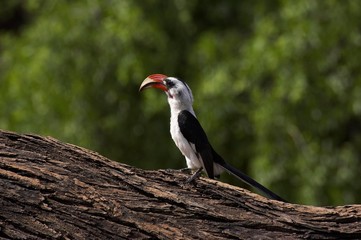 Von Der Decken's Hornbill, tockus deckeni, Masai Mara Park in Kenya