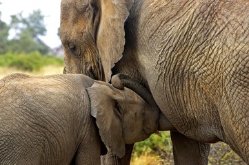 Fototapeta premium African Elephant, loxodonta africana, Mother and Calf suckling, Masai Mara Park in Kenya