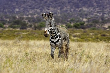 Grevy's Zebra, equus grevyi, Samburu Park in Kenya