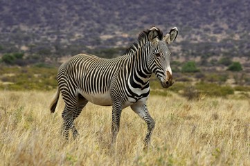 Obraz na płótnie Canvas Grevy's Zebra, equus grevyi, Samburu Park in Kenya