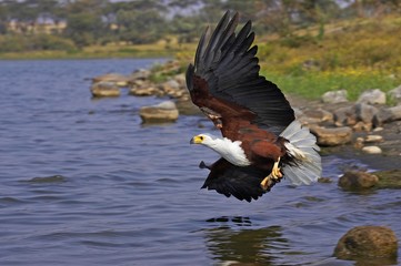 African Fish-Eagle, haliaeetus vocifer, Adult in Flight, Catching Fish, Baringo Lake in Kenya