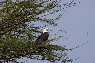 African Fish-Eagle, haliaeetus vocifer, Baringo Lake in Kenya