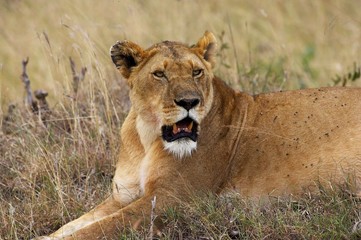 African Lion, panthera leo, Female, Masai Mara Park in Kenya