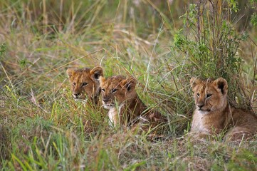 African Lion, panthera leo, Cub, Masai Mara Park in Kenya