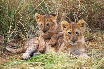 African Lion, panthera leo, Cub, Masai Mara Park in Kenya