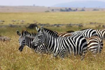 Fototapeta na wymiar Burchell's Zebra, equus burchelli, Herd at Masai Mara Park in Kenya