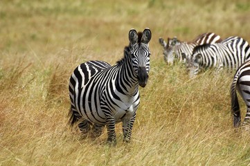 Burchell's Zebra, equus burchelli, Group at Masai Mara Park in Kenya