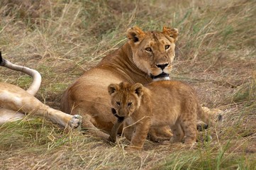 Fototapeta na wymiar African Lion, panthera leo, Cub playing with Mother's Tail, Masai Mara Park in Kenya