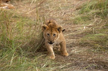 African Lion, panthera leo, Cub, Masai Mara Park in Kenya