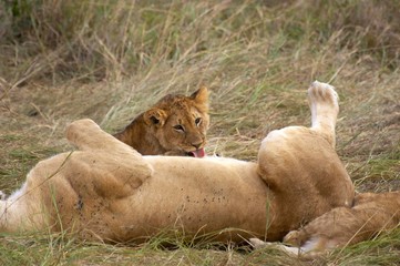 African Lion, panthera leo, Cub licking its Mother, Masai Mara Park in Kenya