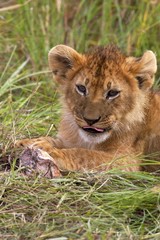 African Lion, panthera leo, Cub, Masai Mara Park in Kenya
