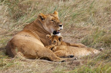 Fototapeta na wymiar African Lion, panthera leo, Mother and Cub Suckling, Masai Mara Park in Kenya