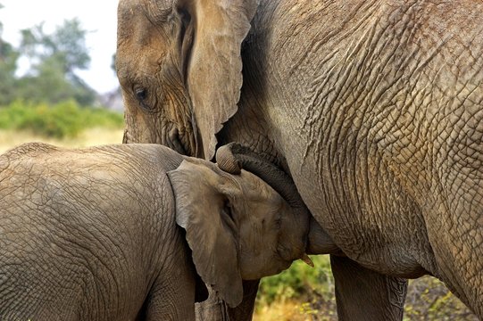 African Elephant, loxodonta africana, Mother and Calf suckling, Masai Mara Park in Kenya