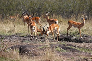 Naklejka na ściany i meble Impala, aepyceros melampus, Herd of Males, Masai Mara Park in Kenya