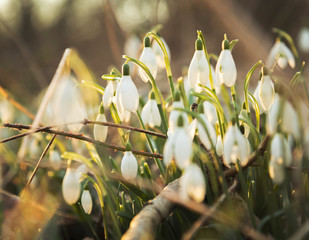 Group of Snowdrops during the golden hour