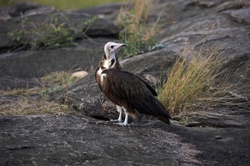 Hooded Vulture, necrosyrtes monachus, Masai Mara park in Kenya