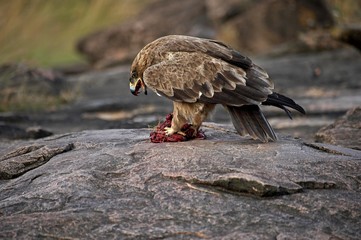 Tawny Eagle, aquila rapax, Adult with a Piece of Zebra's Meat, Masai Mara Park in Kenya