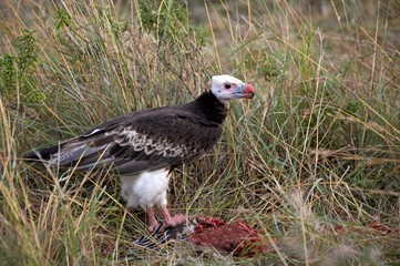 White Headed Vulture, trigonoceps occipitalis, on a Carcass, Masai Mara Park in Kenya