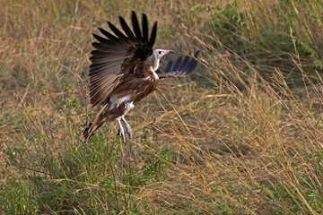 Hooded Vulture, necrosyrtes monachus, Adult in Flight, Taking off, Masai Mara park in Kenya