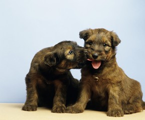 Briard Dog, Puppies