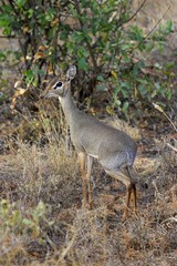 Kirk's Dik Dik, madoqua kirkii, Masai Mara Park in Kenya