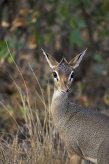 Kirk's Dik Dik, madoqua kirkii, Masai Mara Park in Kenya