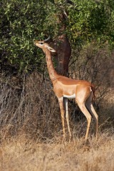 Gerenuk or Waller's Gazelle, litocranius walleri, Male eating Leaves in Bush, Samburu park in Kenya