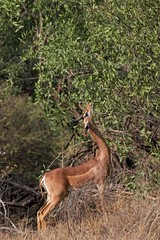 Gerenuk or Waller's Gazelle, litocranius walleri, Male eating Leaves in Bush, Samburu park in Kenya