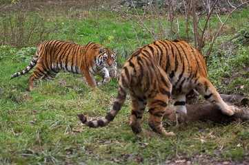 Siberian Tiger, panthera tigris altaica with a Kill, a Wild boar