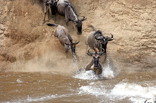 Blue Wildebeest, connochaetes taurinus, Herd crossing Mara River during Migration, Masai Mara Park in Kenya