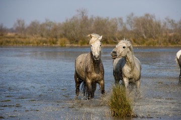 Obraz na płótnie Canvas Camargue Horses standing in Swamp, Saintes Marie de la Mer in South East of France
