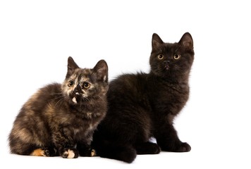 Black and Black Tortoise-shell British Shorthair Domestic Cat, 2 Months Old Kitten sitting against White Background