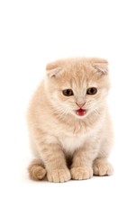 Cream Scottish Fold Domestic Cat, 2 Months old Kitten standing against White Background