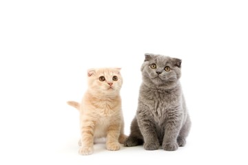 Blue Scottish Fold and Creme Scottish Fold Domestic Cat, 2 Months old Kittens sitting against white Background