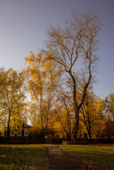 autumn in the park