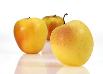 Golden Apples, malus domestica against White Background