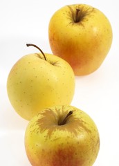 Golden Apples, malus domestica against White Background
