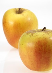 Golden Apples, malus domestica against White Background