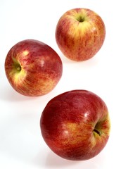 Royal Gala Apples, malus domestica against White Background