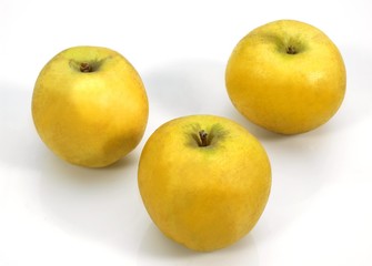 Golden Apples, malus domestica against White Background
