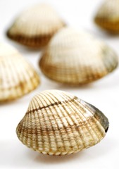 Common Cockle, cerastoderma edule, Fresh Shells against White Background