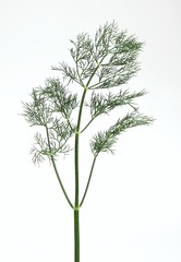 Dill, anethum graveolens, Aromatic Plant against White Background