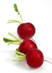 Red Radish, raphanus sativus against White Background