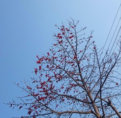 Palash flowers in the clear blue sky