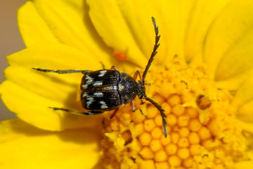 Leaf Beetle (Bruchidius meleagrinus)