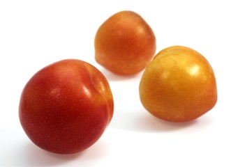 Yellow Plums against White Background
